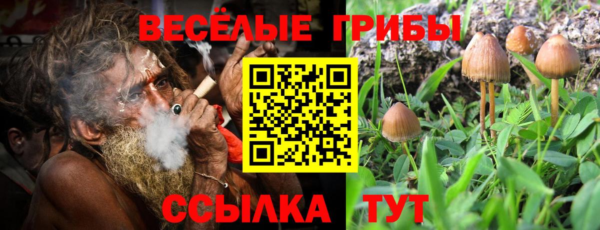 Павловский Посад  Псилоцибиновые грибы ЛСД  Вход с VPN 